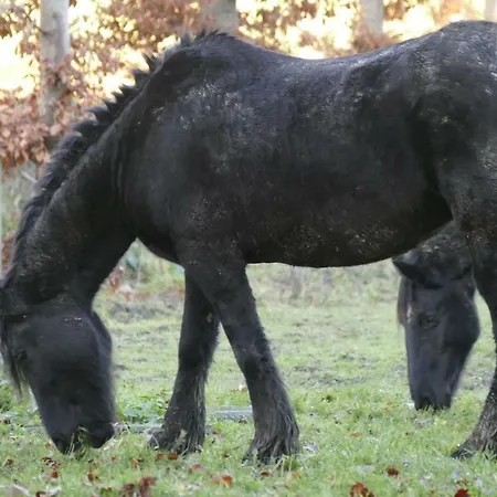 Meschermolen 10 Daire Mesch