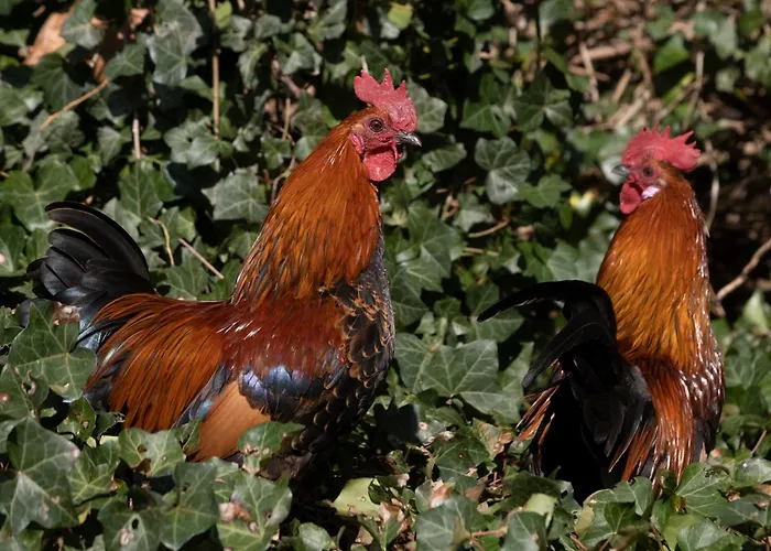 Meschermolen 10 Апартаменты