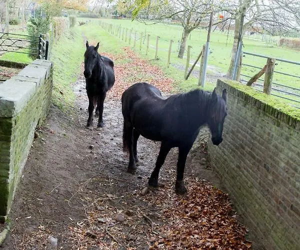 Апартаменты Meschermolen 10 *