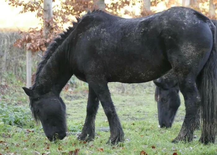 Meschermolen 10 Апартаменты Mesch