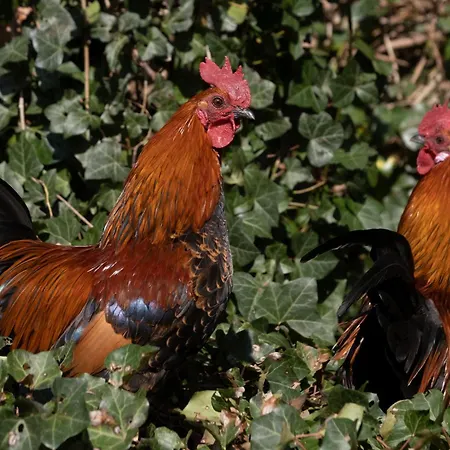 Meschermolen 10 Appartement